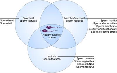 Frontiers | From Sperm Motility To Sperm-Borne MicroRNA Signatures: New ...